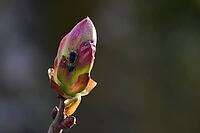 Hoverfly on chestnut bud, horse chestnut (Aesculus hippocastanum), chestnut tree, Swabian-Franconian Forest nature park Park, Michelfeld, Hohenlohe, Germany [IBR124508538]