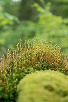 Common haircap moss (Polytrichum commune), large stand with spore capsules, North Rhine-Westphalia, Germany [IBR124508539]