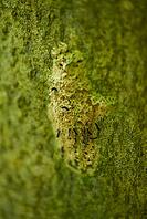 Gypsy moth (Lymantria dispar), moth, butterfly, moth, Schöntal, plague, invasion, damage, Jagsttal, Jagst, climate change, Hohenlohe, Germany [IBR124508540]