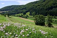 Summer meadow in the Kocher Valley near Braunsbach, Kocher, Hohenlohe, Germany [IBR124508541]