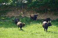 Heck cattle, aurochs, reintroduction, domestic cattle breed, Heinz Heck, Lutz Heck, domestic beef breed, beef, Saverwang, Sixenbach, Sixenbachaue, renaturation, landscape management, Ostalbkreis, Ostalb [IBR124508544]