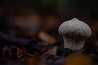 Bottle russula (Lycoperdon perlatum), fruiting body on the forest floor, North Rhine-Westphalia, Germany [IBR124508546]