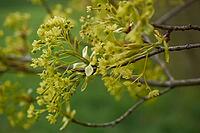 Maple (Acer), maple blossom, blossom, spring, spring, April, Schwäbisch Hall, Hohenlohe, Germany [IBR124508553]