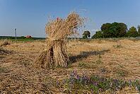 Kornmännchen, Kornmandl, grain, solidarity agriculture, Solawi, grain harvest, Forchtenberg, Neuenstein, Hohenlohe, Germany [IBR124508556]