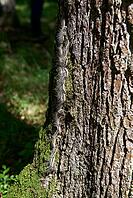 Oak processionary moth (Thaumetopoea processionea), caterpillar, moth, stinging hairs, skin contact, allergic, caterpillar dermatitis, allergy, dermatitis, caterpillar procession, processionary moth, spinner, tooth moth, oak, Waldenburg, Hohenlohe, German [IBR124508560]