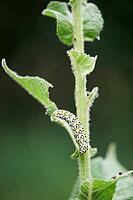 Mullein monk (Cucullia verbasci), caterpillar, moth, owl, owl moth, butterfly, Swabian-Franconian Forest nature park Park, Waldenburg, Hohenlohe, Germany [IBR124508561]