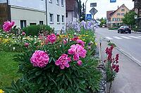 Peony, garden, street, Uttenhofen, Rosengarten-Uttenhofen, spring, Pentecost, Hohenlohe, Germany [IBR124508562]