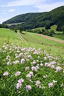 Summer meadow in the Kocher Valley near Braunsbach, Kocher, Hohenlohe, Germany [IBR124508563]
