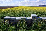 Beehives in rapeseed field, honey bee, honey, Swabian-Franconian Forest nature park Park, Schwäbisch Hall, Hohenlohe, Germany [IBR124508564]