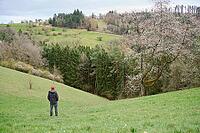 Spring awakening in the Swabian-Franconian Forest nature park Park, Limpurger Land, Limpurger Berge, Hohenlohe, Rosengarten, Germany [IBR124508568]