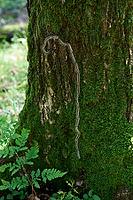 Oak processionary moth (Thaumetopoea processionea), caterpillar, moth, stinging hairs, skin contact, allergic, caterpillar dermatitis, allergy, dermatitis, caterpillar procession, processionary moth, spinner, tooth moth, oak, Waldenburg, Hohenlohe, German [IBR124508569]