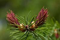 Douglas fir (Pseudotsuga menziesii), conifer, cones, Swabian-Franconian Forest nature park Park, Schwäbisch Hall, Hohenlohe, Germany [IBR124508571]