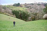 Spring awakening in the Swabian-Franconian Forest nature park Park, Limpurger Land, Limpurger Berge, Hohenlohe, Rosengarten, Germany [IBR124508573]