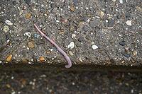 Common earthworm (Lumbricus terrestris), dewworm, eelworm, rain, bioindicator, Schwäbisch Hall, Hohenlohe, Germany [IBR124508574]