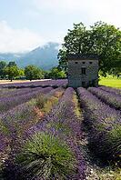 Lavender, lavender blossom, lavender fields, Provence, France, southern France, lavender harvest, Europe, southern Europe [IBR124525352]
