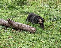 Spectacled bear (Tremarctos ornatus), captive, Tierwelt Herberstein, Stubenberg am See, Styria, Austria [IBR124525353]