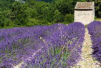 Lavender, lavender blossom, lavender fields, Provence, France, southern France, lavender harvest, Europe, southern Europe [IBR124525361]