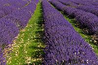 Lavender, lavender blossom, lavender fields, Provence, France, southern France, lavender harvest, Europe, southern Europe [IBR124525362]