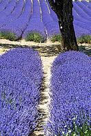 Lavender, lavender blossom, lavender fields, Provence, France, southern France, lavender harvest, Europe, southern Europe [IBR124525363]