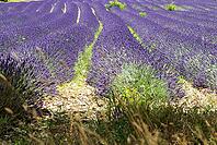 Lavender, lavender blossom, lavender fields, Provence, France, southern France, lavender harvest, Europe, southern Europe [IBR124525365]