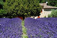 Lavender, lavender blossom, lavender fields, Provence, France, southern France, lavender harvest, Europe, southern Europe [IBR124525366]