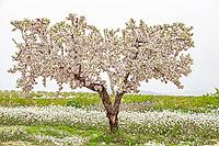 February and march are the key months for the flowering of peach and almond, an explosion of colors that covers thousand of acres in the province of Murcia [IBR124525370]