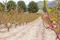 February and march are the key months for the flowering of peach and almond, an explosion of colors that covers thousand of acres in the province of Murcia [IBR124525375]
