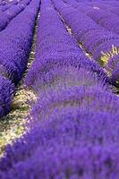 Lavender, lavender blossom, lavender fields, Provence, France, southern France, lavender harvest, Europe, southern Europe [IBR124525380]