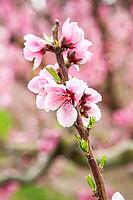 February and march are the key months for the flowering of peach and almond, an explosion of colors that covers thousand of acres in the province of Murcia [IBR124525383]