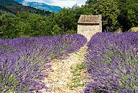 Lavender, lavender blossom, lavender fields, Provence, France, southern France, lavender harvest, Europe, southern Europe [IBR124525384]