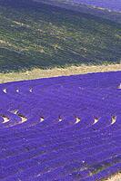Lavender, lavender blossom, lavender fields, Provence, France, southern France, lavender harvest, Europe, southern Europe [IBR124525391]