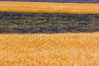 Lavender, lavender blossom, lavender fields, Provence, France, southern France, lavender harvest, Europe, southern Europe [IBR124525392]
