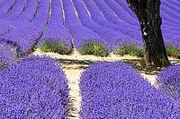 Lavender, lavender blossom, lavender fields, Provence, France, southern France, lavender harvest, Europe, southern Europe [IBR124525396]