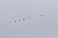 Canada goose (Branta canadensis), flock of birds in flight, Province of Quebec, Canada [IBR124525397]