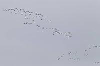 Canada goose (Branta canadensis), flock of birds in flight, Province of Quebec, Canada [IBR124525401]