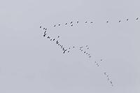 Canada goose (Branta canadensis), flock of birds in flight, Province of Quebec, Canada [IBR124525403]