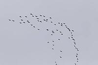 Canada goose (Branta canadensis), flock of birds in flight, Province of Quebec, Canada [IBR124525404]