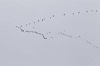 Canada goose (Branta canadensis), flock of birds in flight, Province of Quebec, Canada [IBR124525405]
