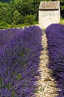 Lavender, lavender blossom, lavender fields, Provence, France, southern France, lavender harvest, Europe, southern Europe [IBR124525406]