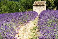 Lavender, lavender blossom, lavender fields, Provence, France, southern France, lavender harvest, Europe, southern Europe [IBR124525411]