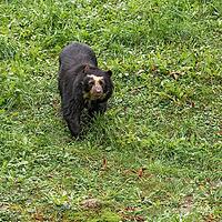 Spectacled bear (Tremarctos ornatus), captive, Tierwelt Herberstein, Stubenberg am See, Styria, Austria [IBR124525413]