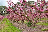 February and march are the key months for the flowering of peach and almond, an explosion of colors that covers thousand of acres in the province of Murcia [IBR124525414]