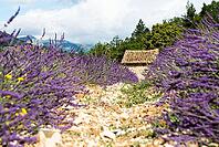 Lavender, lavender blossom, lavender fields, Provence, France, southern France, lavender harvest, Europe, southern Europe [IBR124525423]