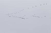 Canada goose (Branta canadensis), flock of birds in flight, Province of Quebec, Canada [IBR124525428]
