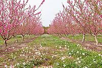 February and march are the key months for the flowering of peach and almond, an explosion of colors that covers thousand of acres in the province of Murcia [IBR124525429]