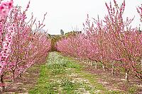 February and march are the key months for the flowering of peach and almond, an explosion of colors that covers thousand of acres in the province of Murcia [IBR124525432]