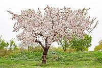February and march are the key months for the flowering of peach and almond, an explosion of colors that covers thousand of acres in the province of Murcia [IBR124525436]