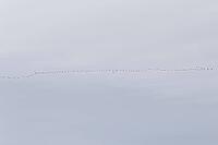 Canada goose (Branta canadensis), flock of birds in flight, Province of Quebec, Canada [IBR124525437]
