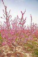 February and march are the key months for the flowering of peach and almond, an explosion of colors that covers thousand of acres in the province of Murcia [IBR124525439]