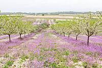February and march are the key months for the flowering of peach and almond, an explosion of colors that covers thousand of acres in the province of Murcia [IBR124525440]